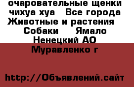 очаровательные щенки чихуа-хуа - Все города Животные и растения » Собаки   . Ямало-Ненецкий АО,Муравленко г.